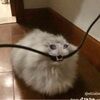 kingkatooo